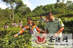 勐海勐满边防派出所助农采摘雨水茶