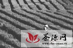 改造老茶园迎来中国茶业发展新机遇