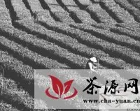 改造老茶园迎来中国茶业发展新机遇