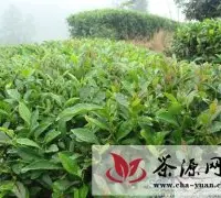 屏山县茶树果树套种产量收入联袂双赢