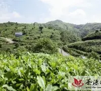 金沙龙坝乡引资茶叶企业构建现代农业体系
