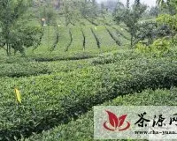 高县茶叶专合社以创新驱动助茶农增收