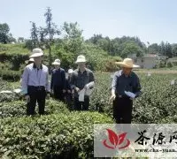 茶叶专家廖万有来岳西指导茶叶生产
