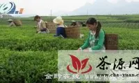 松桃县棉花山村人均茶叶纯收入2.1万元