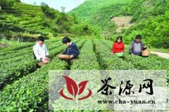 陇南康县累计发展无公害茶园5.68万亩