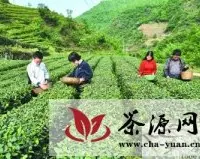 陇南康县累计发展无公害茶园5.68万亩