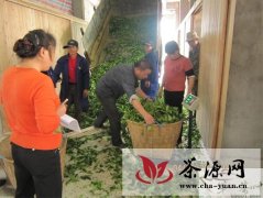建阳市举办第三届水仙茶制作技能竞赛