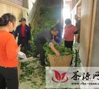建阳市举办第三届水仙茶制作技能竞赛