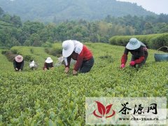 福鼎今年头春茶产量及产值稳中有升