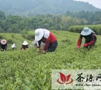 福鼎今年头春茶产量及产值稳中有升