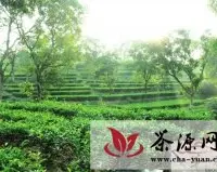 海峡茶业交流协会调研八马红星茶场