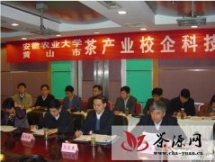 孙正东副秘书长考察黄山茶产业发展