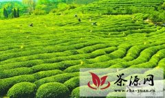 松阳县大力实施无公害有机茶种植