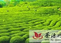 松阳县大力实施无公害有机茶种植