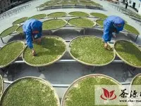 竹山茶厂引进红茶制作新工艺助茶农增收
