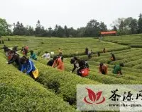 长沙县农业局成功举办采茶比赛