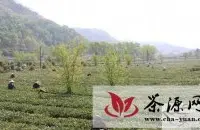 平利长安镇茶产业带活劳务经济