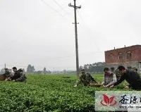 广西贵港边防检查站助农采茶解民忧