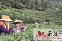 龙岩新罗适中今年种植茶叶2000多亩