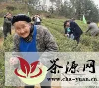 务川：农家致富采茶忙