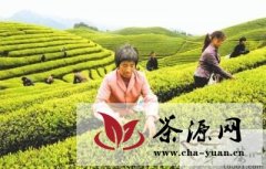 武义县12.3万亩高山茶进入采期旺季