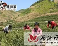 安徽百名采茶女赴英山采摘春茶