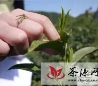 富阳市第五届“安顶云雾”茶文化节举办
