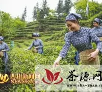 第八届中国青城三月三采茶节开幕