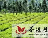 宜昌夷陵区邓村乡8万亩高山生态茶园全面开采