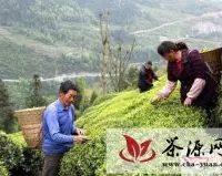 湖北恩施茶叶产业引领山区农民致富
