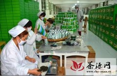 陇南康县规模茶叶加工企业已达12家