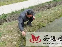 石关农业站认真指导茶叶茭白灾后恢复工作