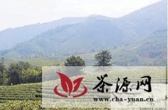 安吉县8万亩白茶遭遇“倒春寒”