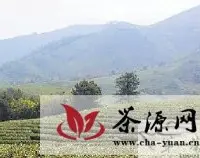 安吉县8万亩白茶遭遇“倒春寒”