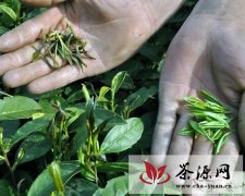 岳西菖蒲春茶成灾面积超过3000亩