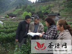 湘西州合力保驾毛尖茶叶产业发展