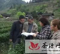 湘西州合力保驾毛尖茶叶产业发展