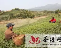 霞浦县生产各类茶叶2100吨