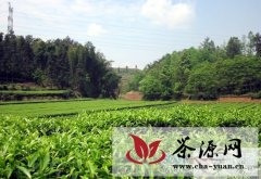 生态引领高县茶叶产业正阔步向前