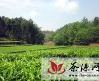 生态引领高县茶叶产业正阔步向前
