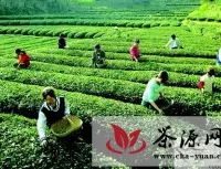 汉中数十万亩茶园进入大面积采摘期