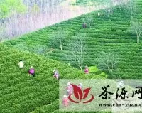 信阳今年春茶开采面积已达100万亩