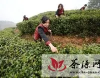 南昌湾里茶农忙采明前茶供应市场