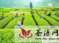 宣恩县组织民兵应急分队帮茶农采收茶叶