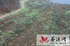 江安镇新建200亩高规格早茶基地