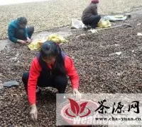 东兰县8.1万亩成年油茶喜获丰收