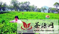 广东清远拟建茶叶旅游度假区