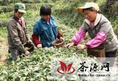 歙县一茶园90%优质黄山茶销往海外