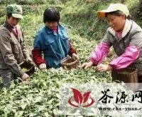 歙县一茶园90%优质黄山茶销往海外