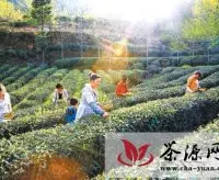 甘肃康县阳坝地区茶叶开始采摘上市